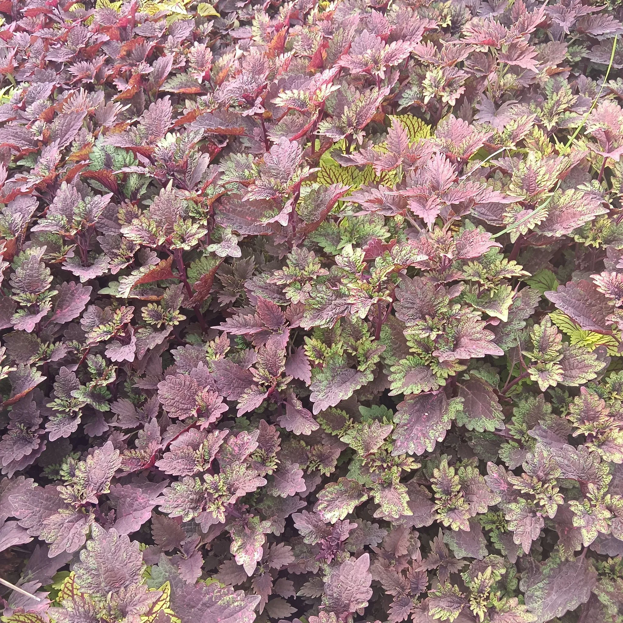 Set of 40 - Coleus (any design) in 3 Inch Nursery Bag