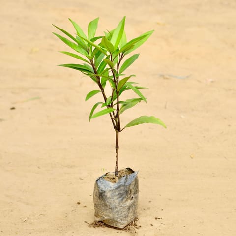 Sukh Shanti in 3 Inch Nursery Bag