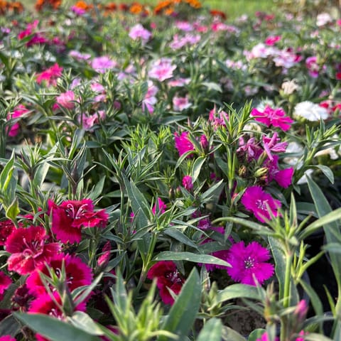 Set of 3 - Dianthus (Any Colour) in 4 Inch Nursery Bag