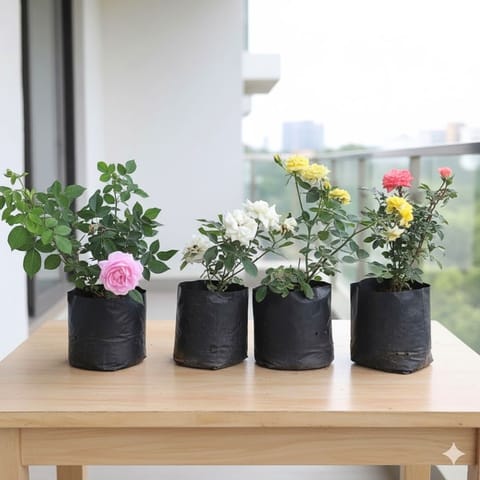 The Roseful Combo - Set of 4 - Rose Gulab (multicolours) in 6 Inch Nursery Bag