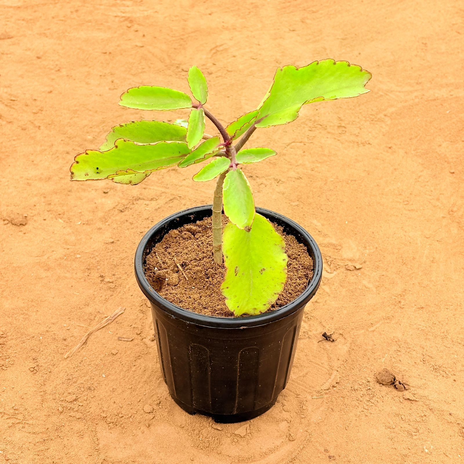 Kalanchoe Pinnata / Patharchatta in 6 Inch Nursery Pot