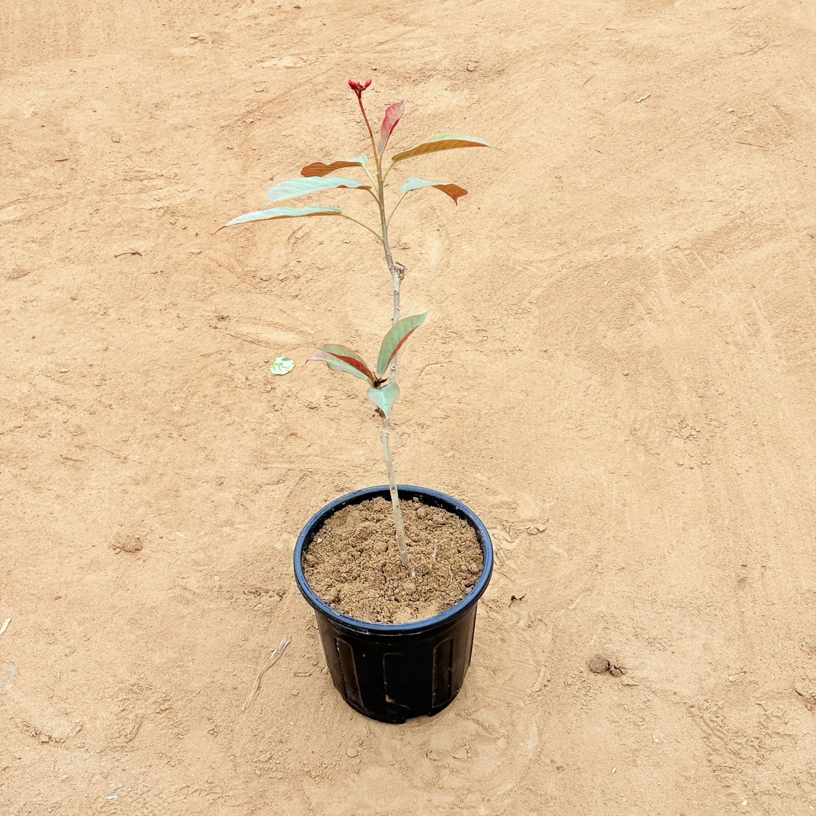Benjamin ficus in 6 Inch Nursery Pot