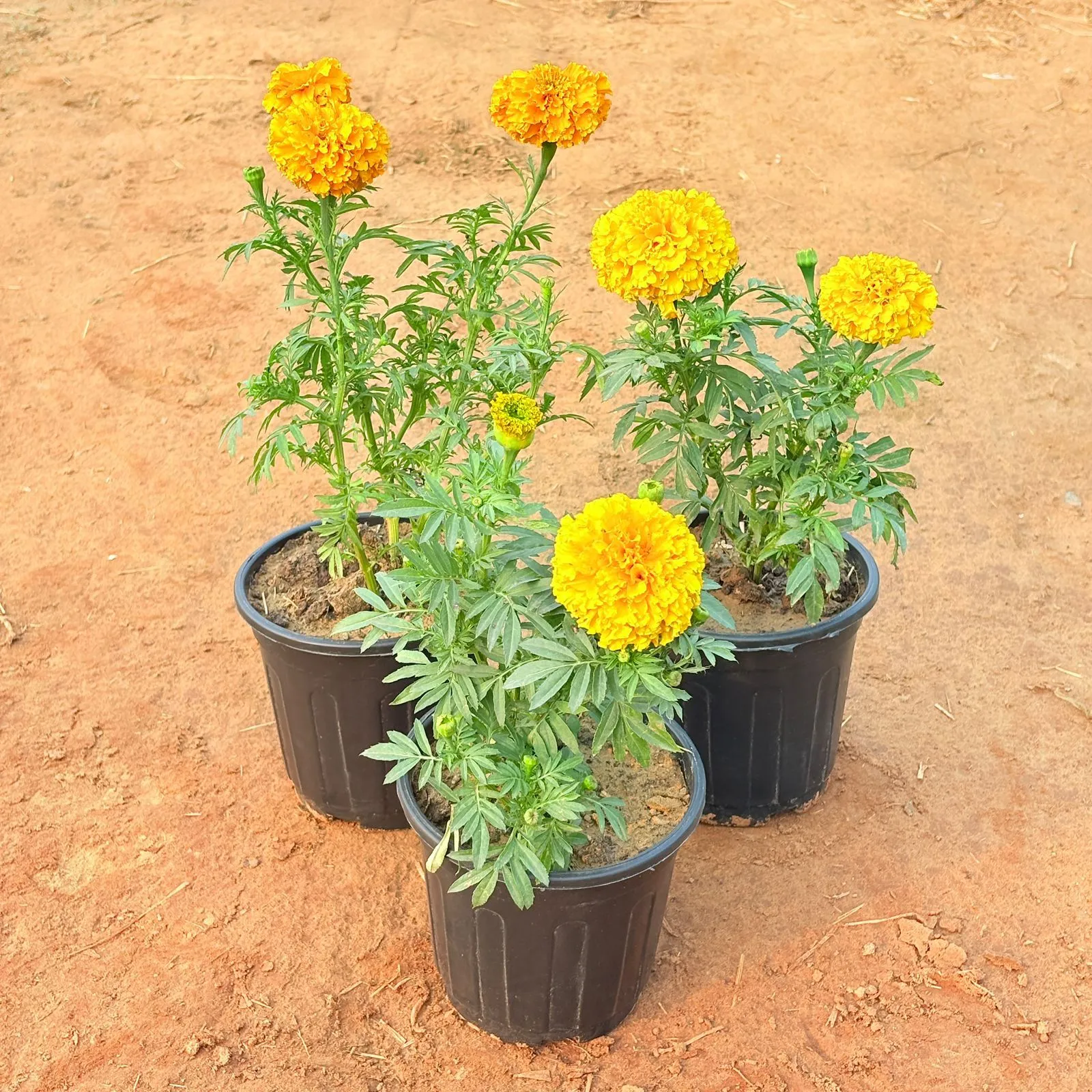 Set of 3 - Marigold (any colour) in 6 Inch Nursery Pot