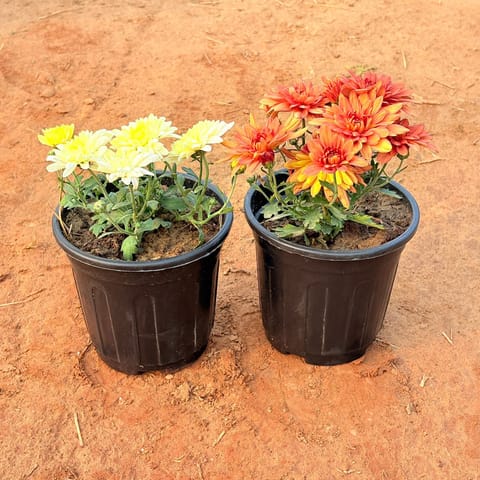 Set of 2 - Chrysanthemum (any colour) in 6 Inch Nursery Pot