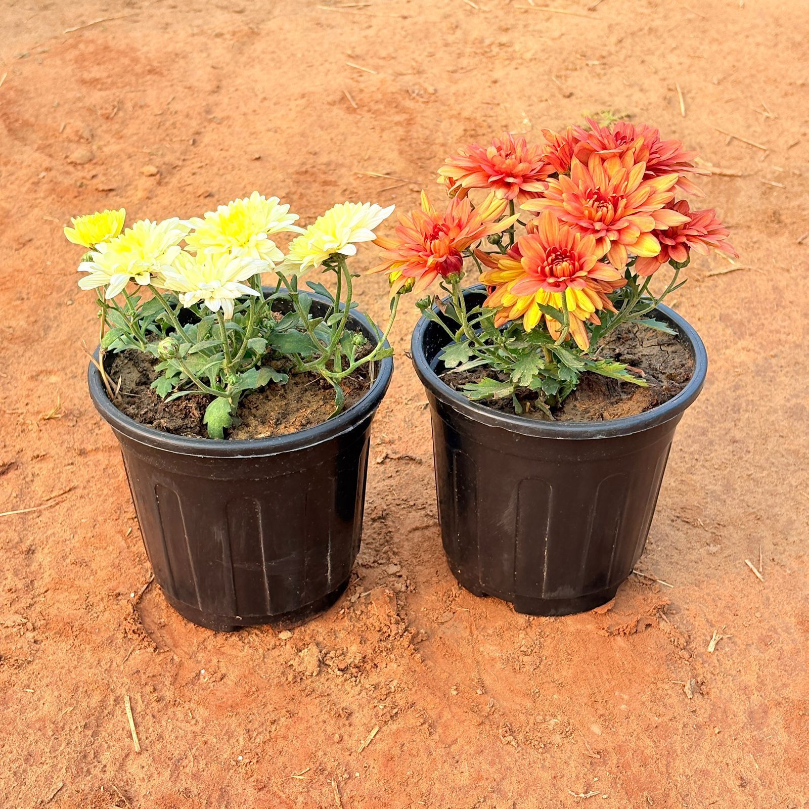 Set of 2 - Chrysanthemum (any colour) in 6 Inch Nursery Pot