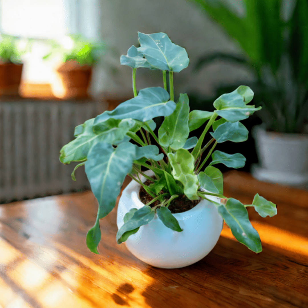 Xanadu Green in 3 Inch White Classy Ball Ceramic Pot ? Minimalist Glossy Succulent Pot, Indoor Flower Pot for Home and Office D?cor