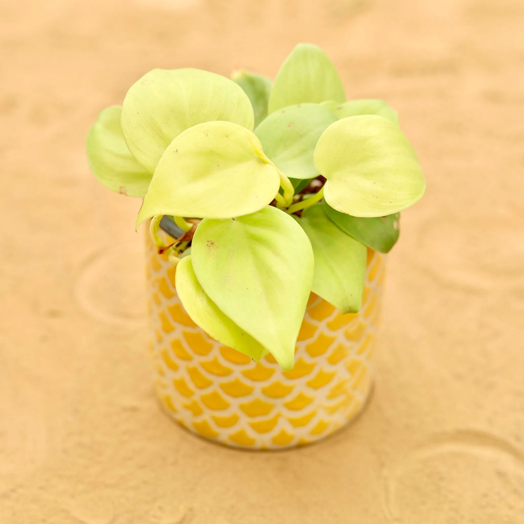 Oxycardium Golden in 4 Inch Yellow Fishscale Textured Cylindrical Ceramic Pot
