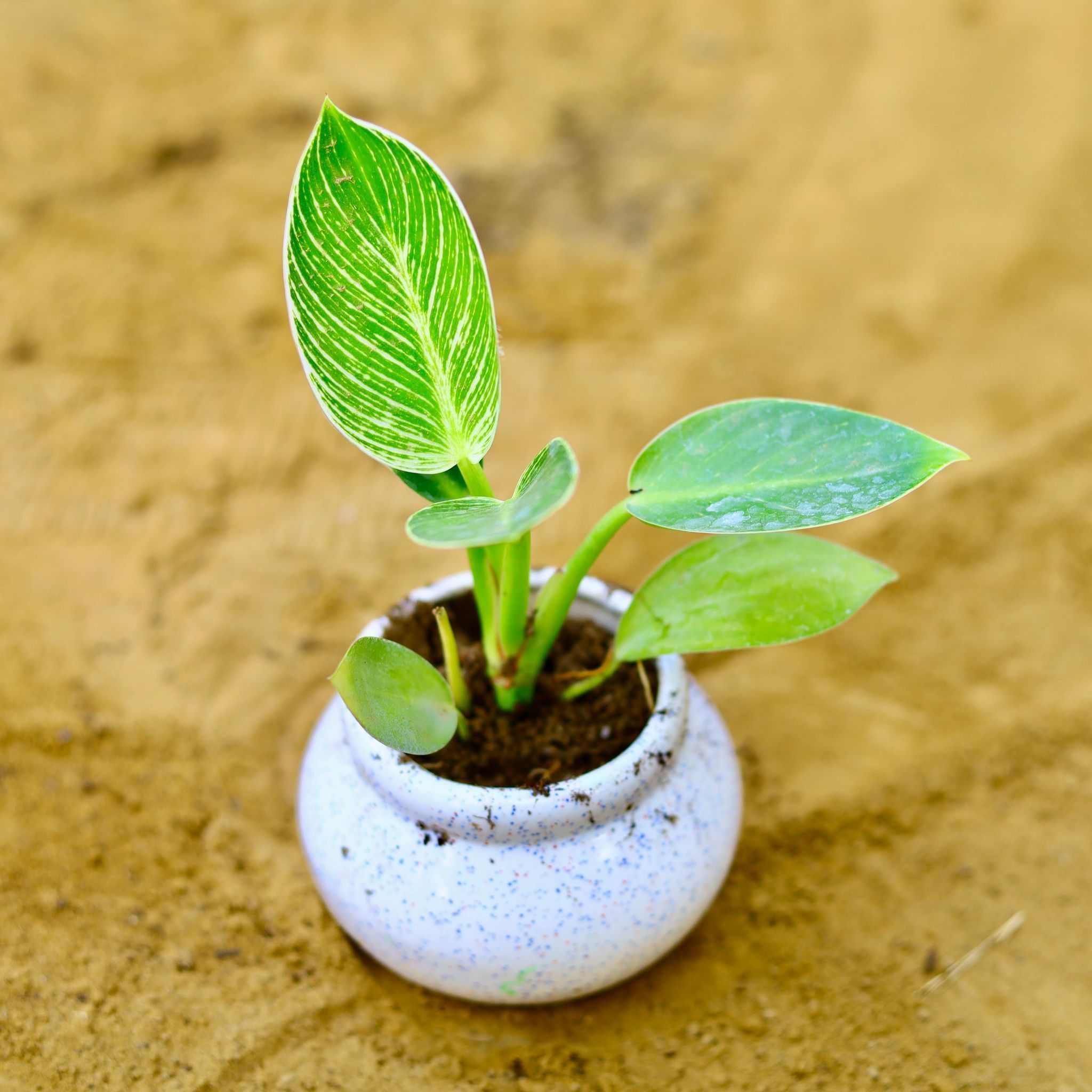 Philodendron Birkin in 3 Inch White Mini Handmade Matki Ceramic Pot