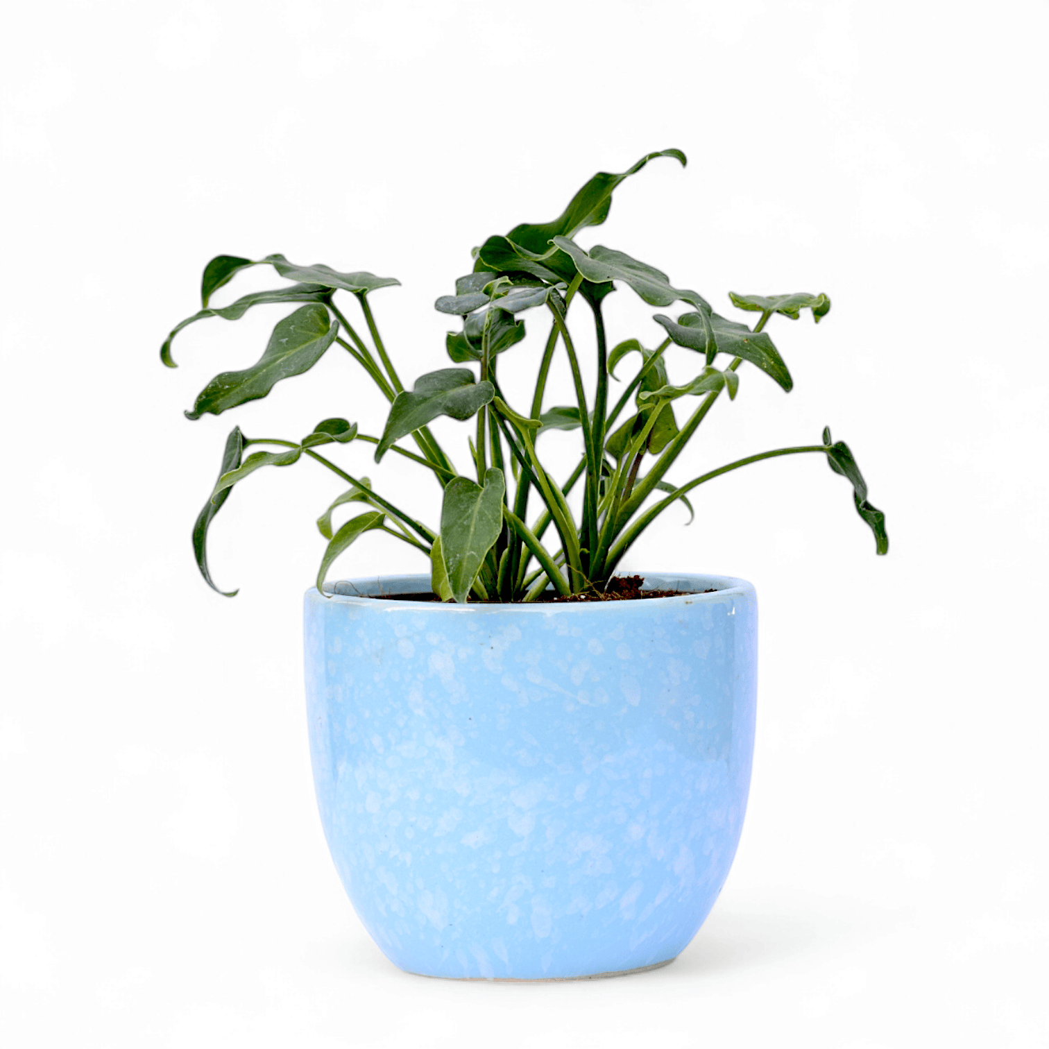 Xanadu Green in 4 Inch Blue Tribal Themed Handmade Taper Ceramic Pot Minimalist Glossy Succulent Pot, Indoor Flower Pot for Home and Office D cor