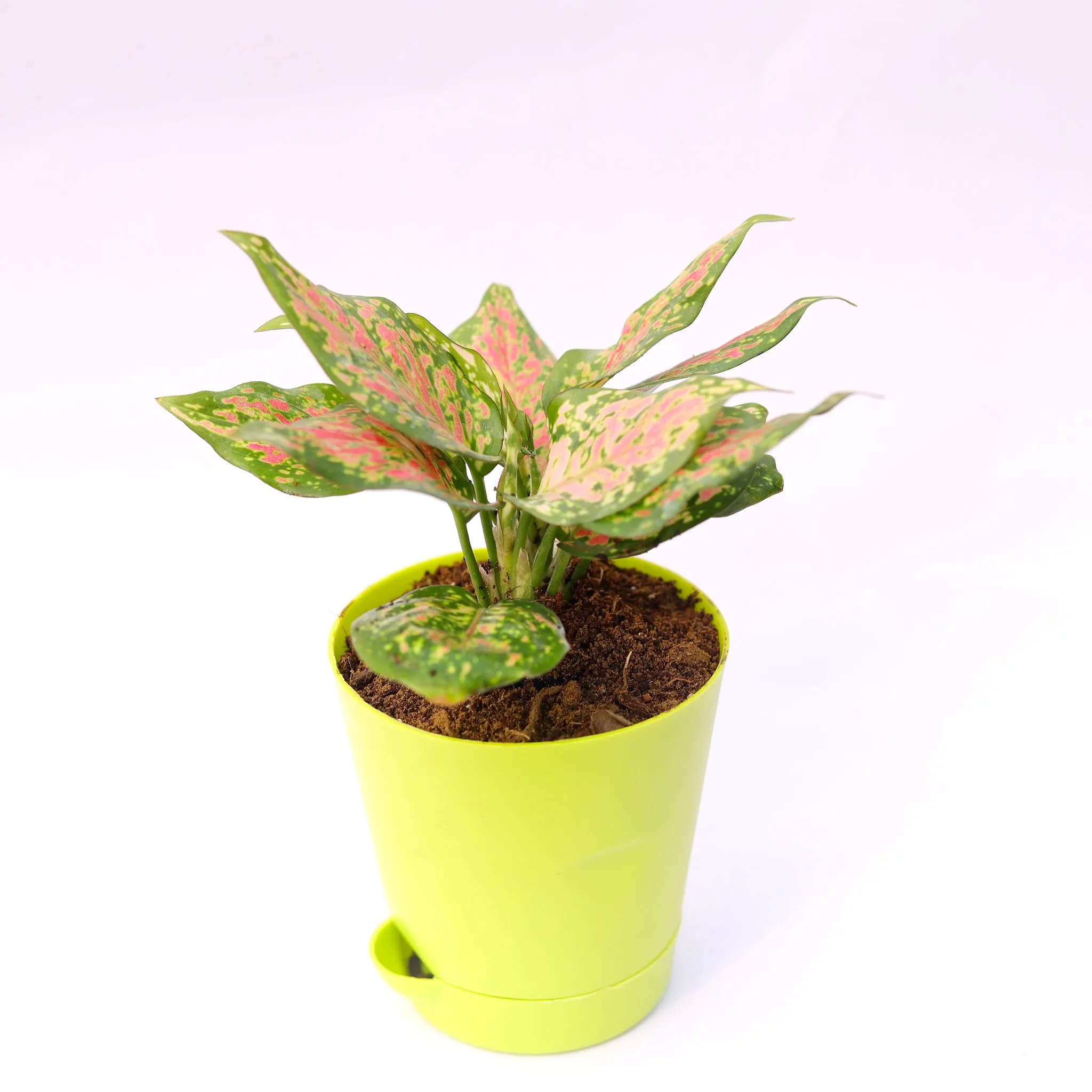 Aglaonema Pink in 4 Inch Green Florence Self Watering Pot