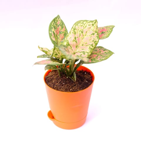 Aglaonema Pink in 4 Inch Orange Florence Self Watering Pot