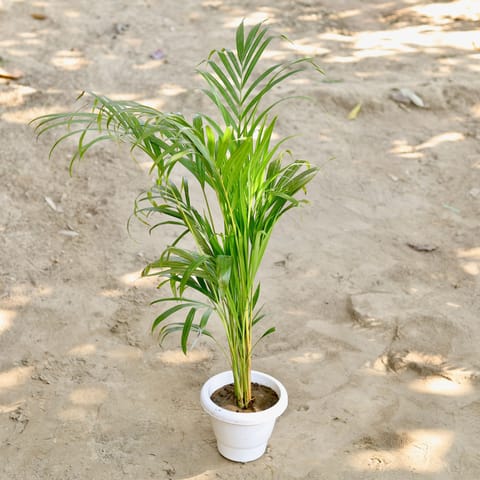 Areca Palm (~ 3 ft) in 8 Inch Classy White Plastic Pot