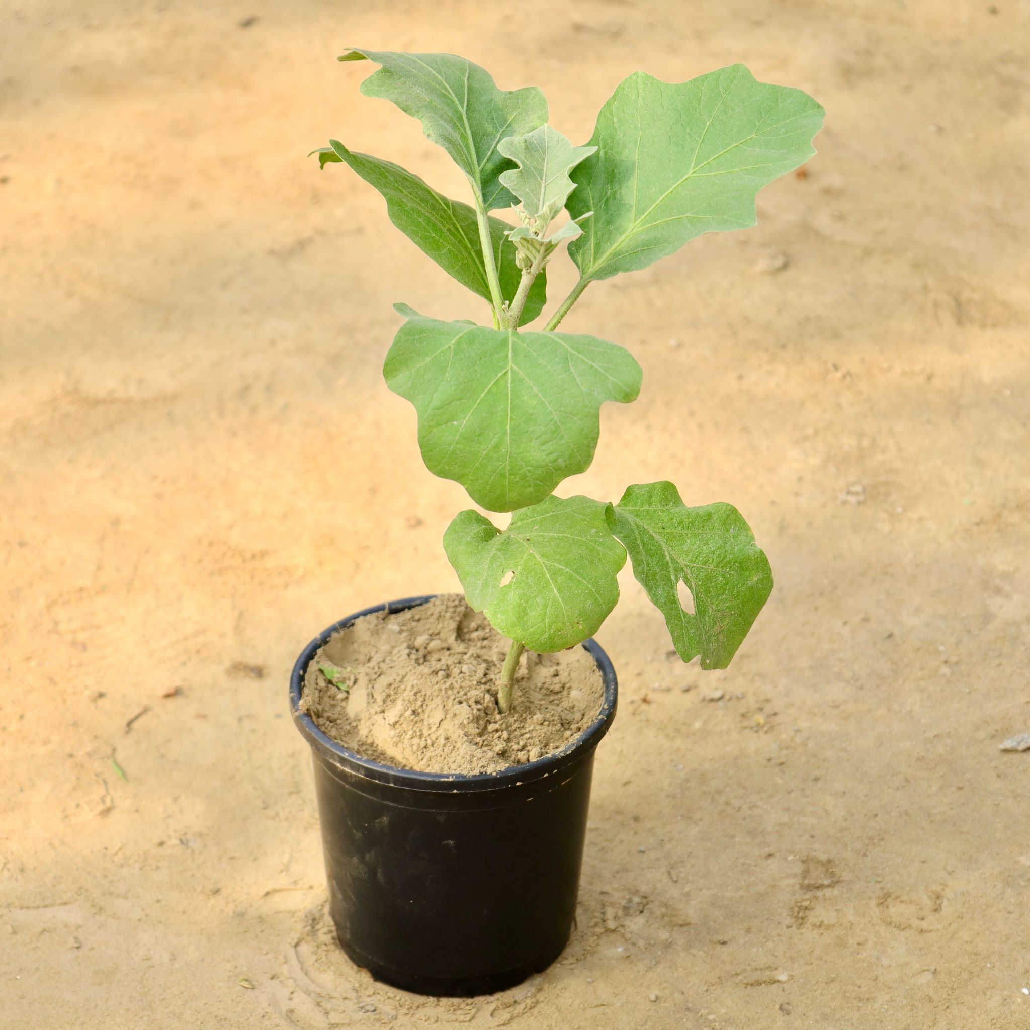 Brinjal / Baigan in 6 Inch Nursery Pot
