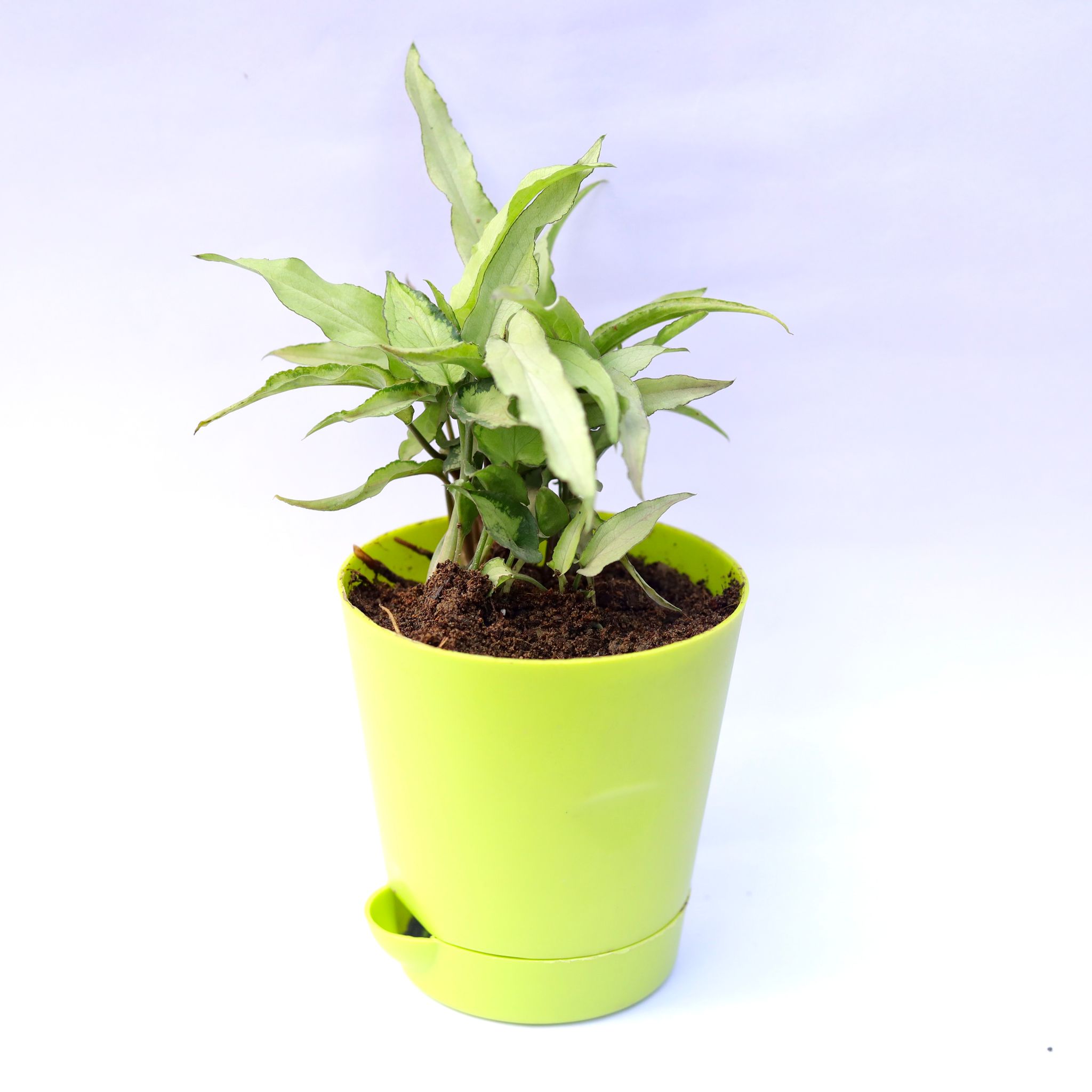 Syngonium Cutglass in 4 Inch Green Florence Self Watering Pot