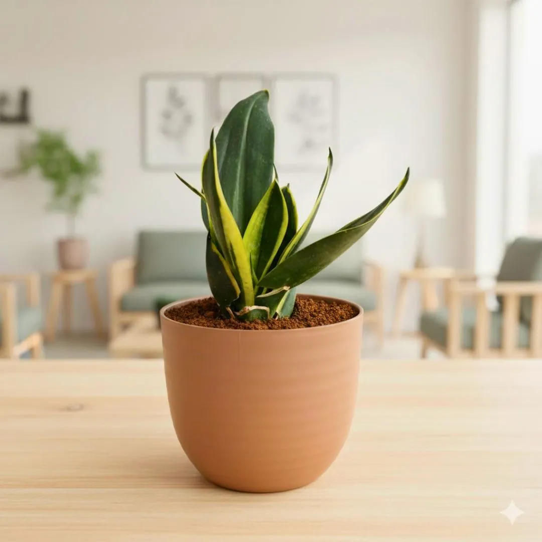 Snake Golden Dwarf in 4 Inch Mocha Avora Premium Plastic Planter