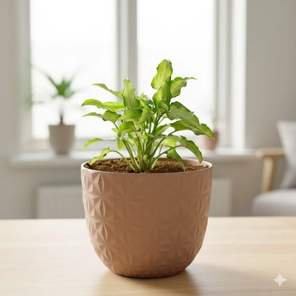 Syngonium Cutglass in 4 Inch Mocha Leafora Premium Plastic Planter