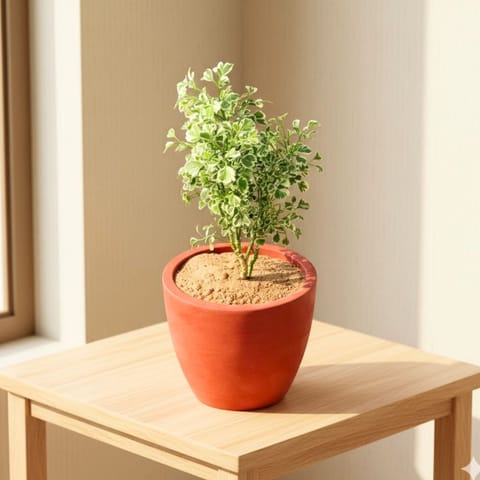 Gift Ready - Aralia White in 4 inch Pankh Cup Maati Pot - Chic Small Pot for Decor Corners - comes in a beautiful gifting bag