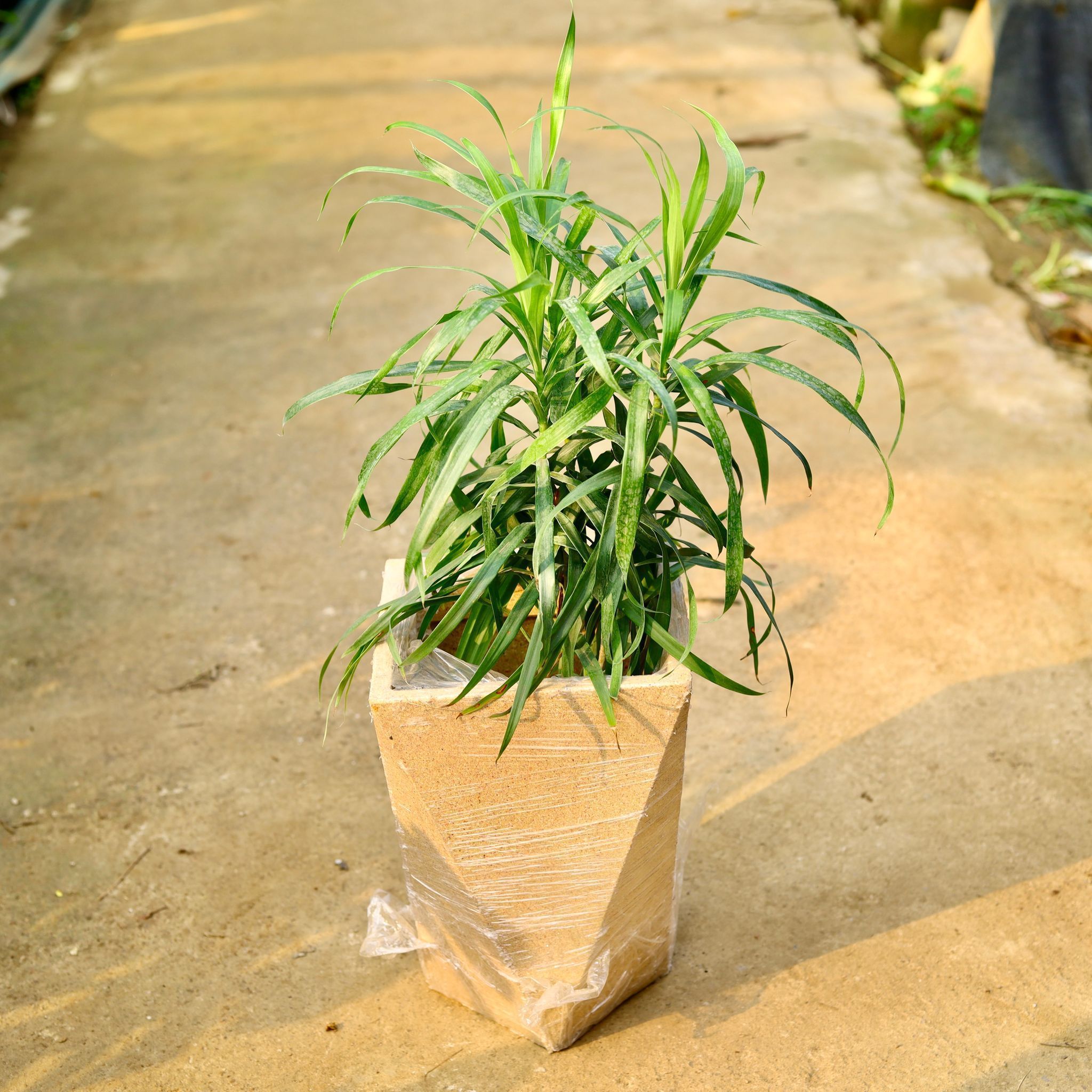 Dracaena Green in 8 X 12 Inch Sandstone Premium Fantasia Fiberglass Planter- Durable large size decorative fiber pot for indoor outdoor plants with 5 year warranty