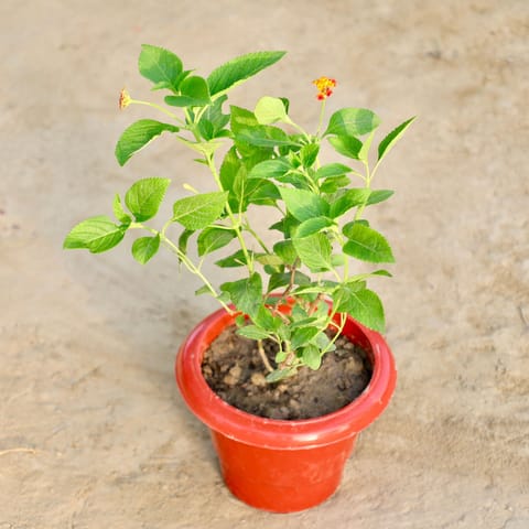 Lantana (Any Colour) in 8 Inch Red Classy Plastic Pot