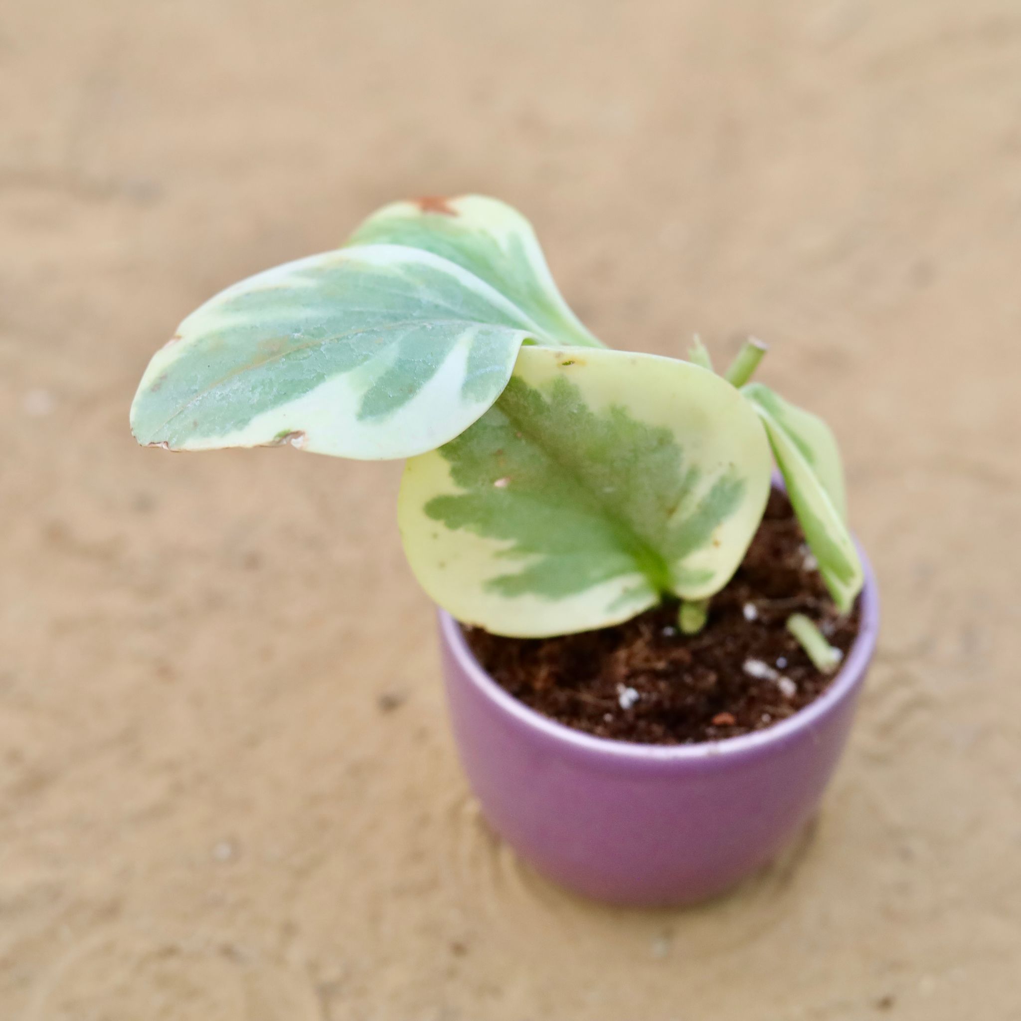 Peperomia Obtusifolia / Baby Rubber in 3 Inch Purple Classy Cup Ceramic Pot ? Minimalist Glossy Succulent Pot, Indoor Flower Pot for Home and Office D?cor