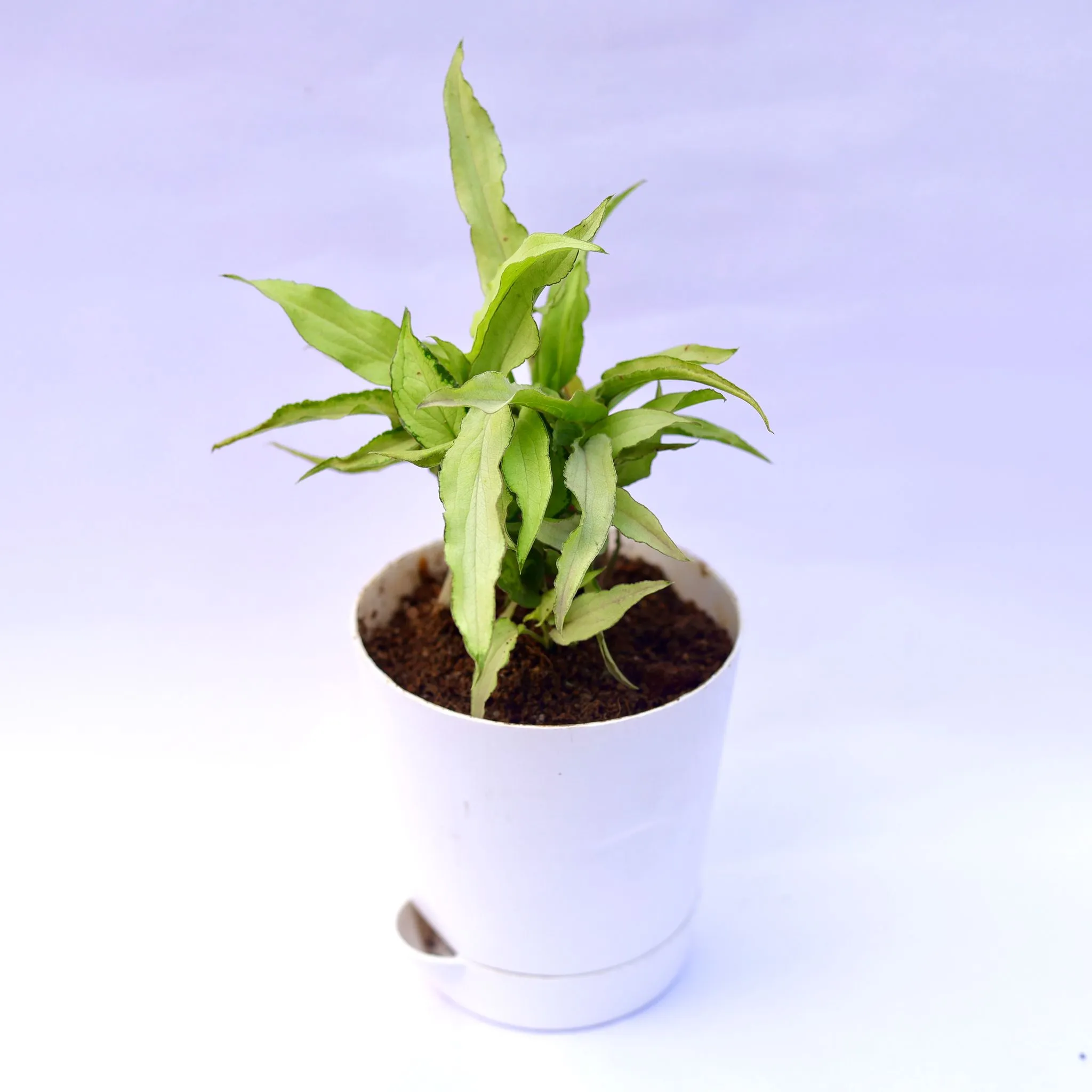 Syngonium Cutglass in 4 Inch White Florence Self Watering Pot