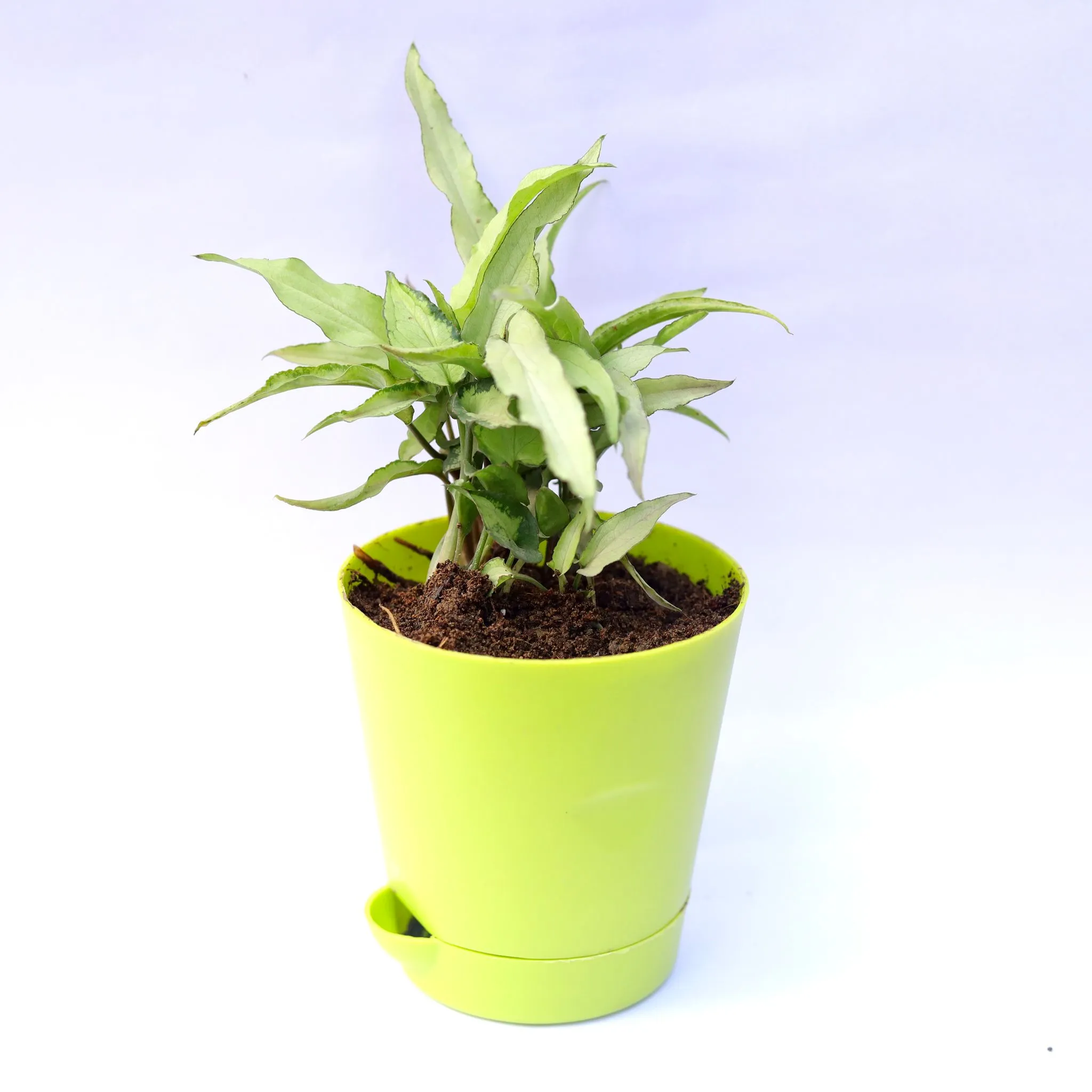 Syngonium Cutglass in 4 Inch Green Florence Self Watering Pot