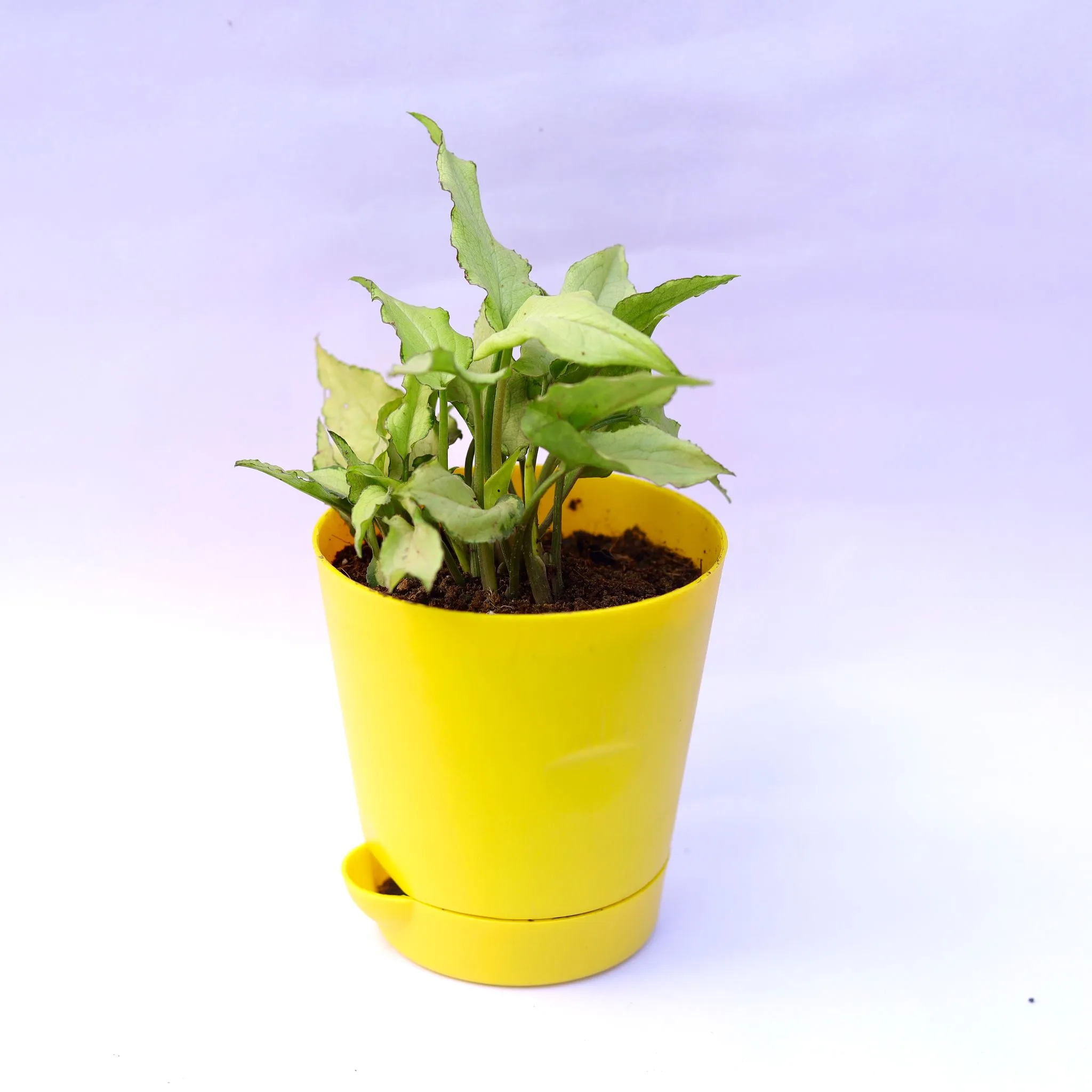 Syngonium Cutglass in 4 Inch Yellow Florence Self Watering Pot