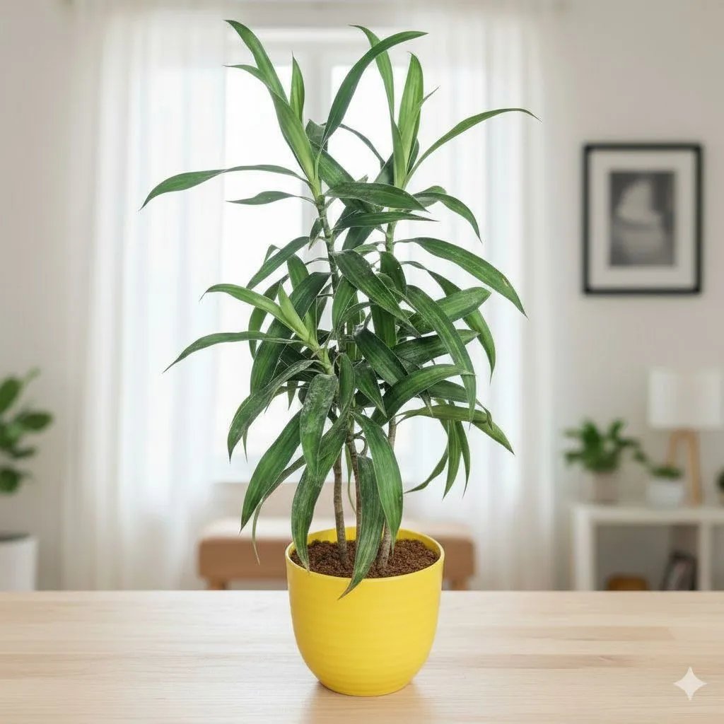 Dracaena Messenger in 4 Inch Yellow Avora Premium Plastic Planter