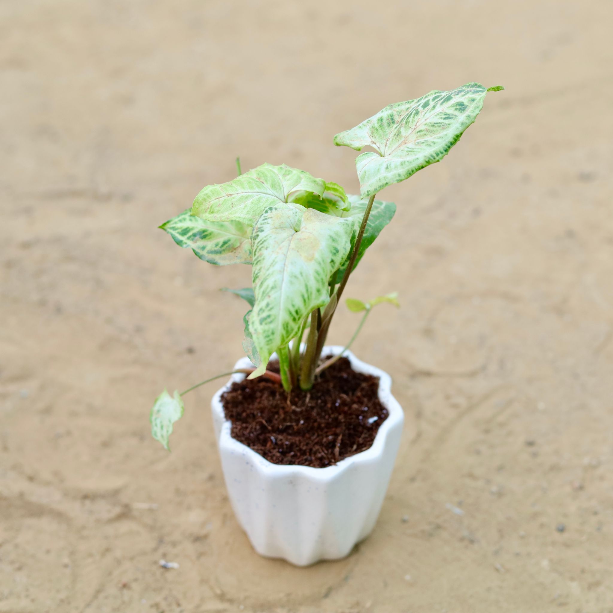 Syngonium Alba Dwarf in 4 Inch Vibrant White Ripple Ceramic Planter
