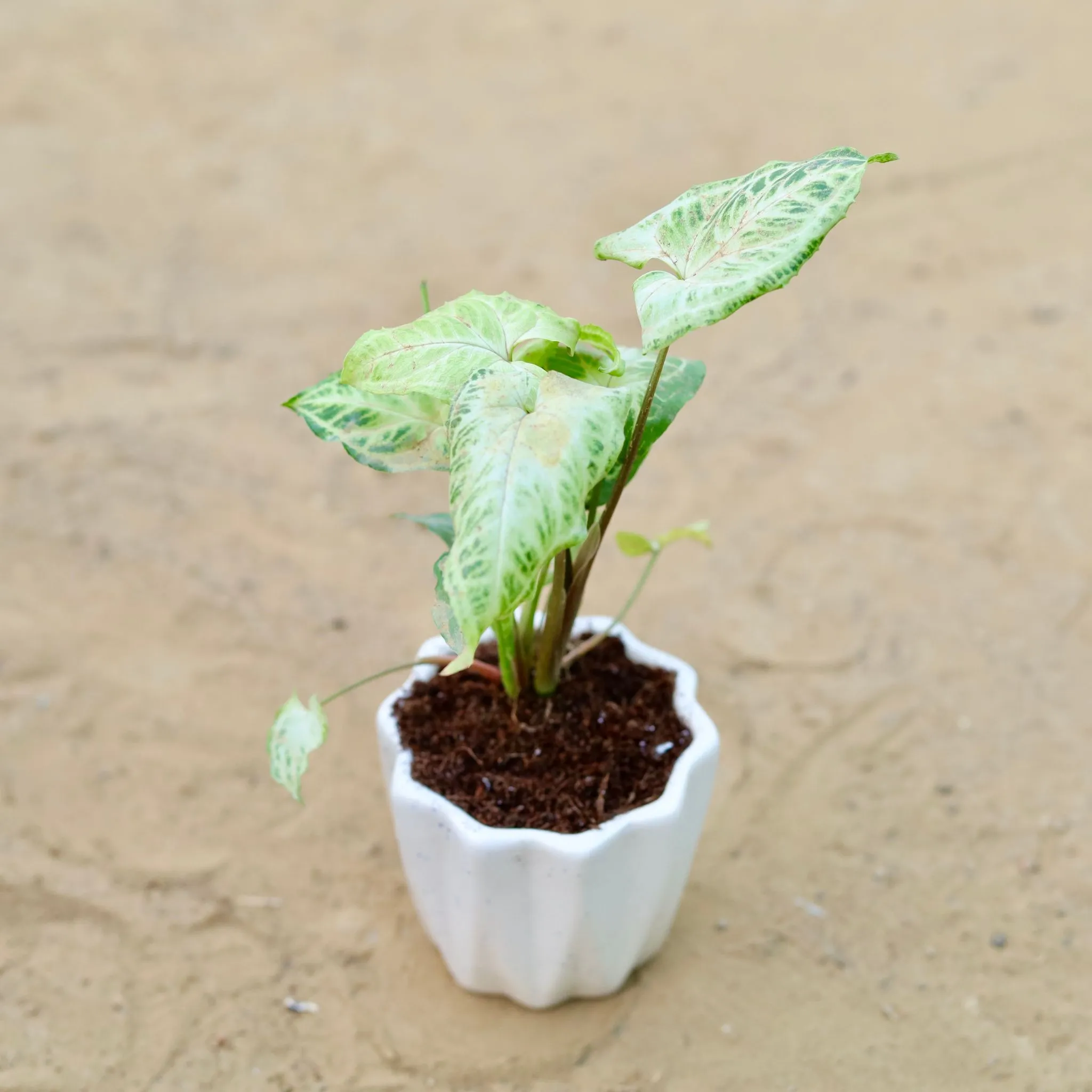 Syngonium Alba Dwarf in 4 Inch Vibrant White Ripple Ceramic Planter