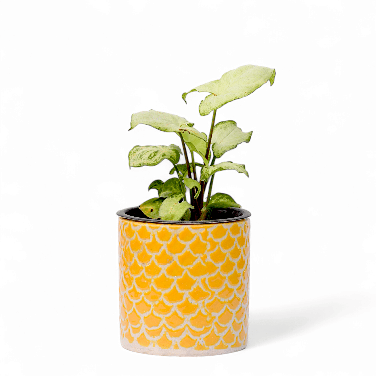 Syngonium Butterfly in 4 Inch Yellow Fishscale Textured Cylindrical Ceramic Pot