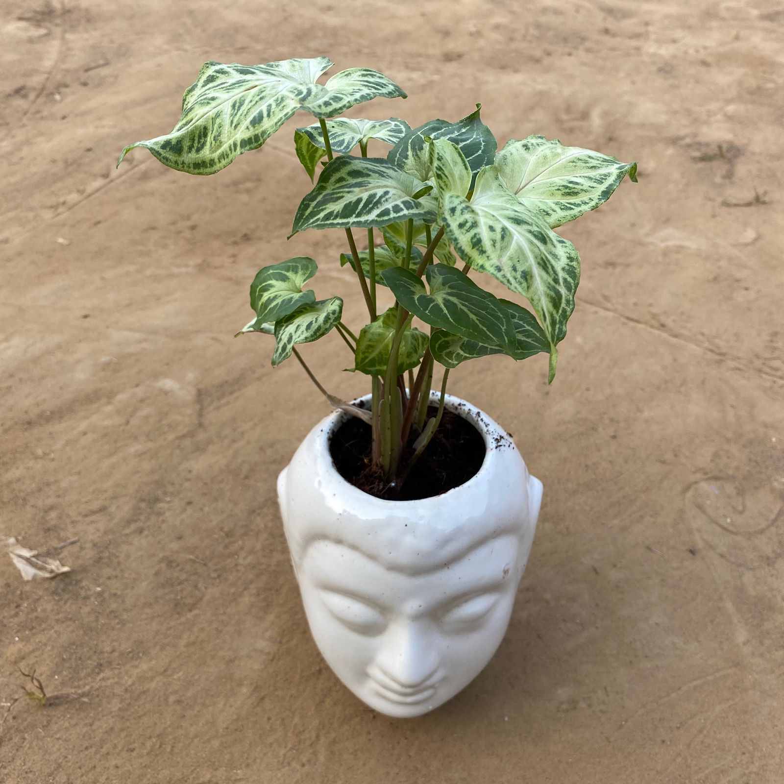 Syngonium Alba Dwarf  in 6 Inch White Premium Buddha Plastic Pot