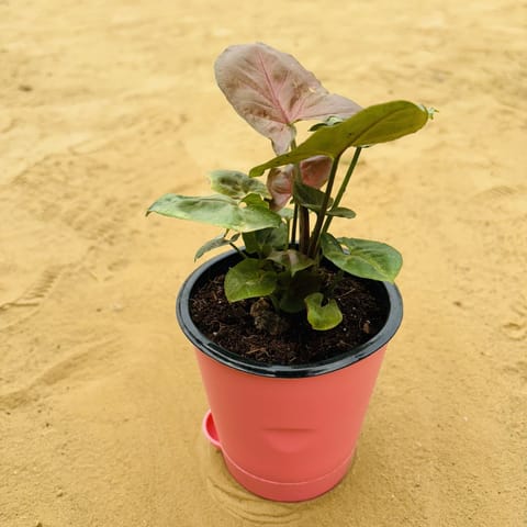 Syngonium Bronze Butterflly in 4 Inch Pink Florence Self Watering Pot