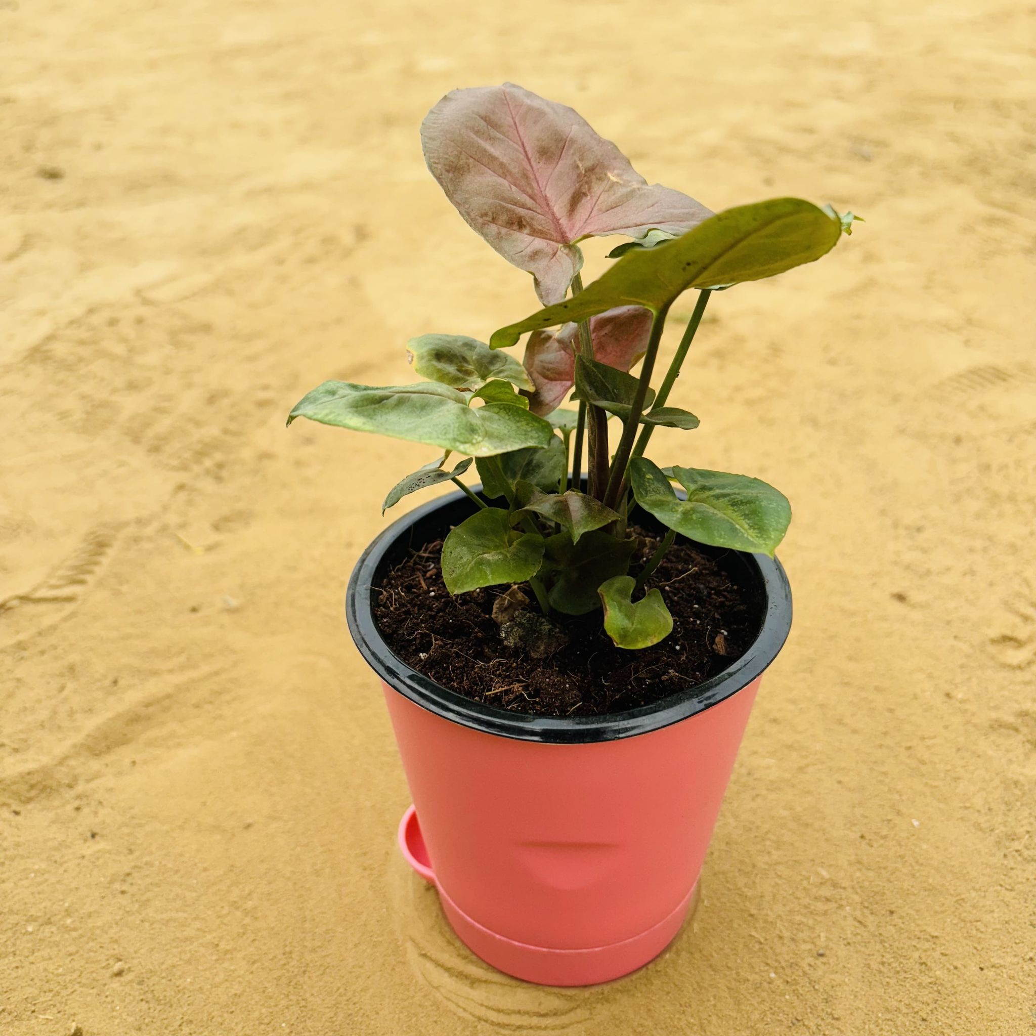 Syngonium Bronze Butterflly in 4 Inch Pink Florence Self Watering Pot
