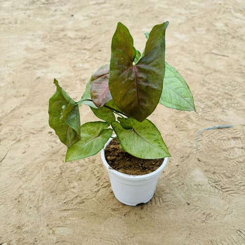 Syngonium Bronze Butterflly in 4 Inch White Nursery Pot