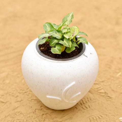 Syngonium Alba in 7 Inch Plain White Premium Apple Leaf Plastic Pot