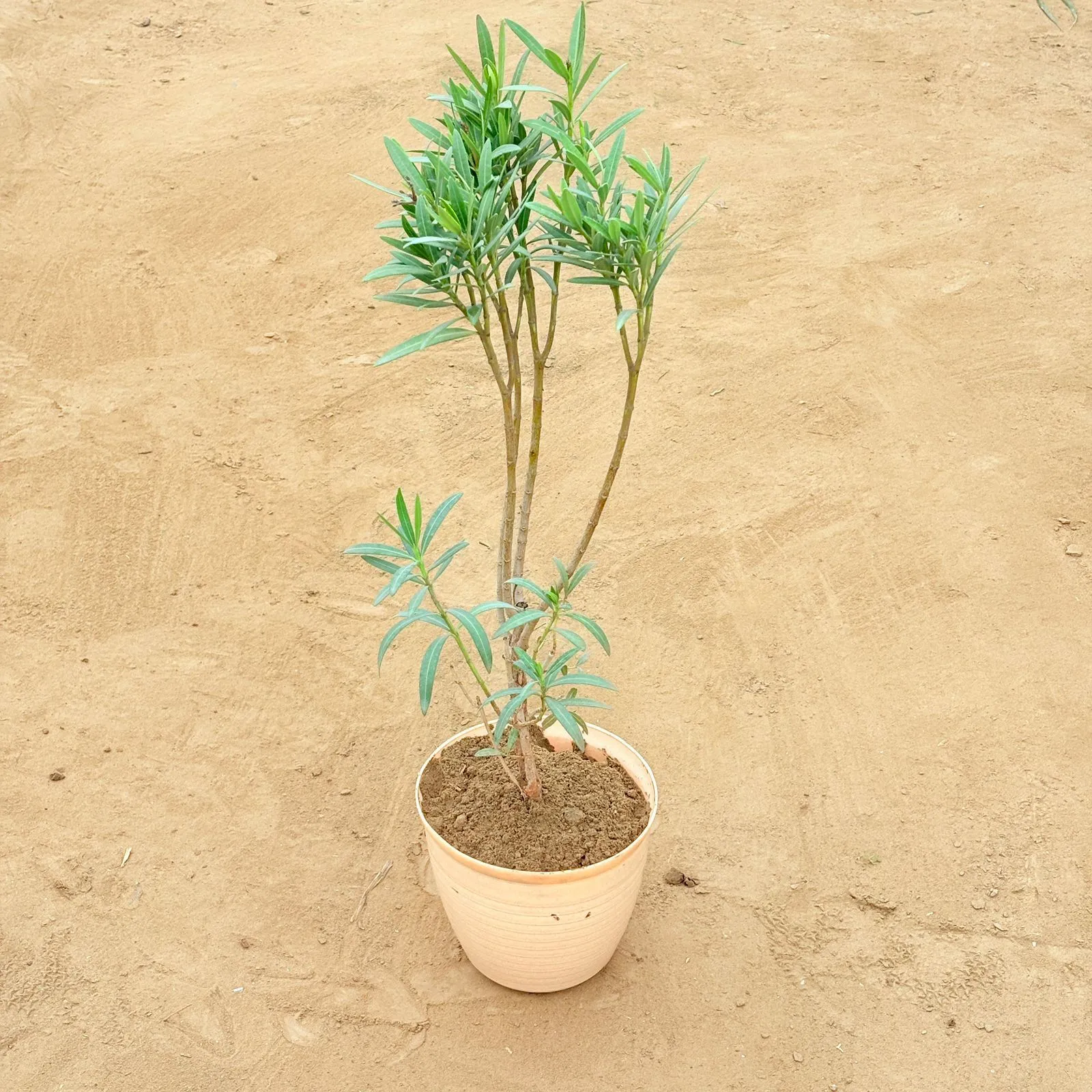 Kaner / Oleander (Any Colour) in 08 Inch Beige Premium Milo Round Plastic Pot