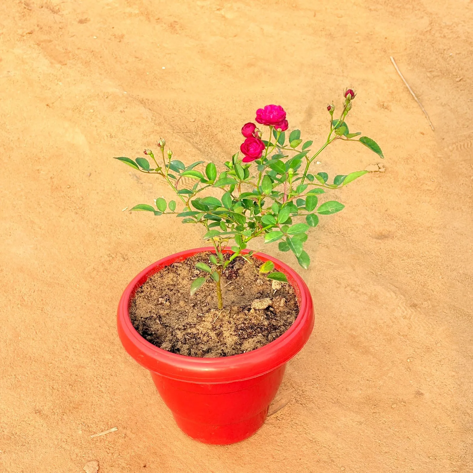 Rose Red in 8 Inch Terracotta Red Classy Plastic Pot