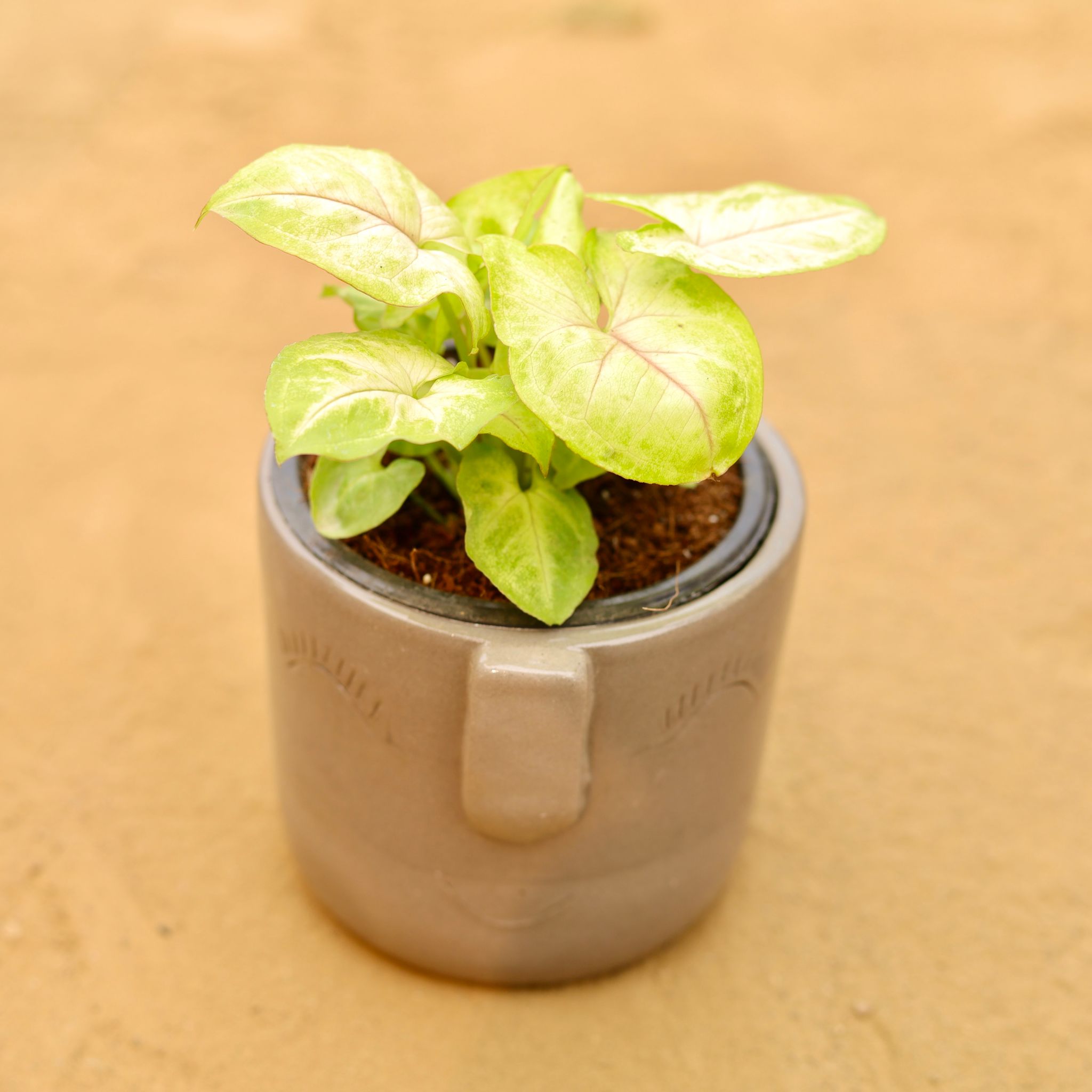Syngonium Yellow Butterfly in 3.5 Inch Grey 3D Cute Face Textured Ceramic Pot - Minimalist Glossy Succulent Pot, Indoor Flower Pot for Home and Office Decor