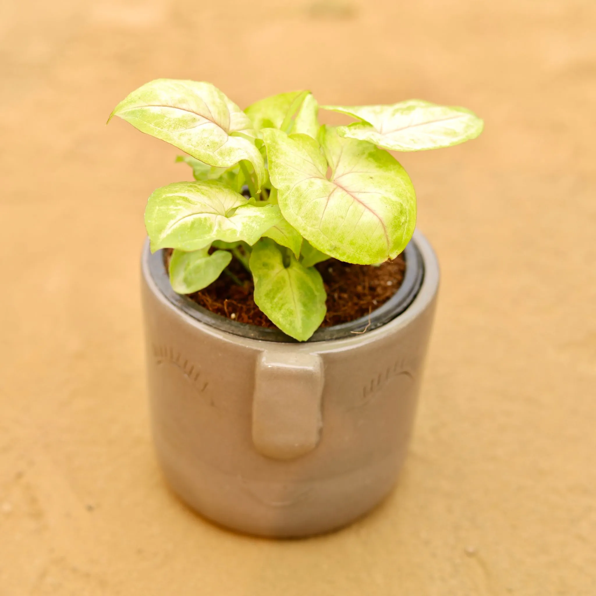 Syngonium Yellow Butterfly in 3.5 Inch Grey 3D Cute Face Textured Ceramic Pot - Minimalist Glossy Succulent Pot, Indoor Flower Pot for Home and Office Decor