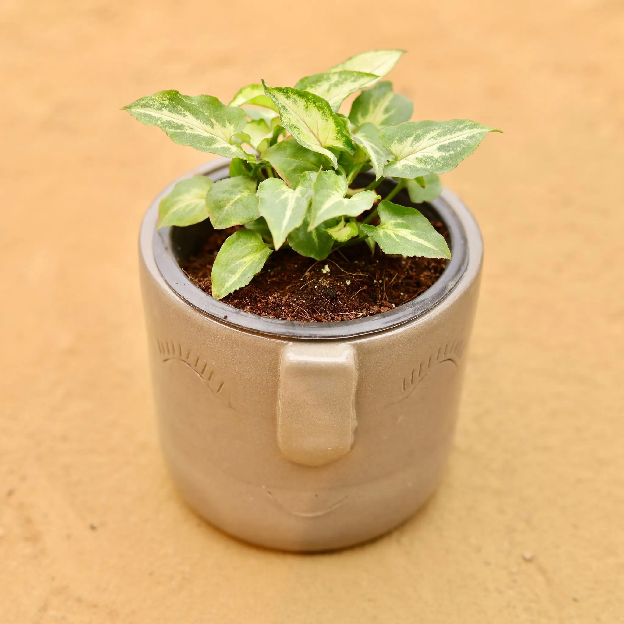 Syngonium Alba in 3.5 Inch Grey 3D Cute Face Textured Ceramic Pot - Minimalist Glossy Succulent Pot, Indoor Flower Pot for Home and Office Decor