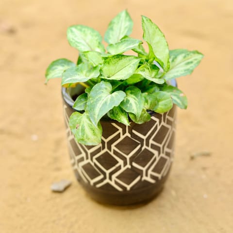 Syngonium Butterfly in 4 inch Black Moroccan Art Printed Handcrafted Ceramic Pot