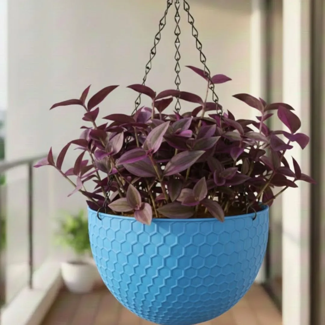 Purple Sage in 7 Inch Blue Premium Cerana Plastic Hanging Basket