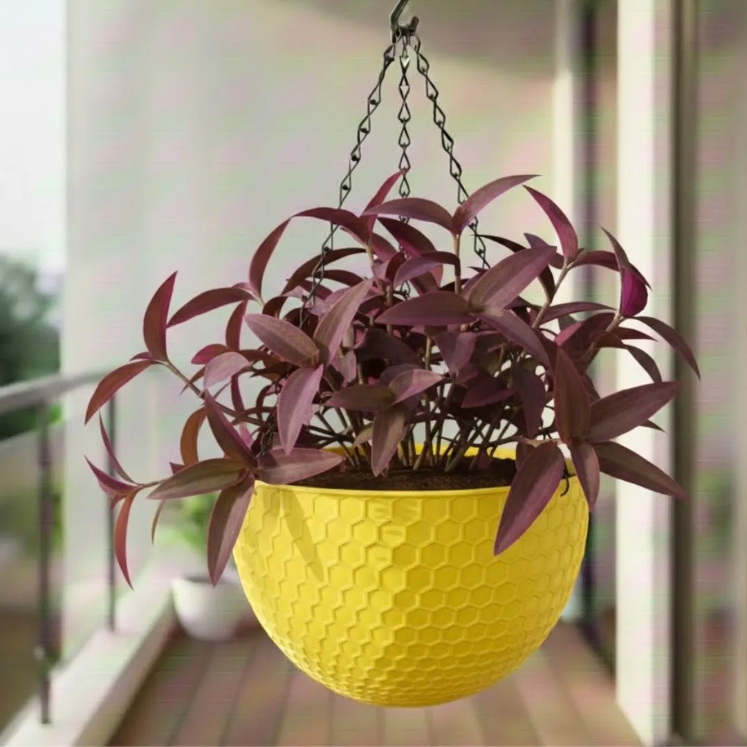 Purple Sage in 7 Inch Yellow Premium Cerana Plastic Hanging Basket