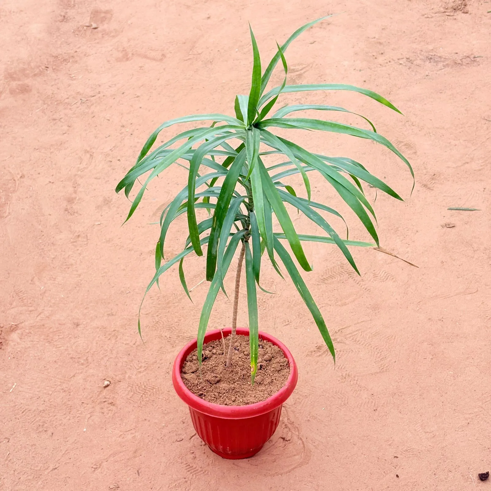 Dracaena Green in 8 Inch Terracotta Red Olive Plastic Pot