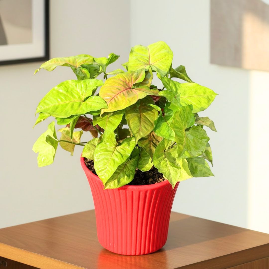 Syngonium Bronze in 8 Inch Red Sunrise Plastic Pot