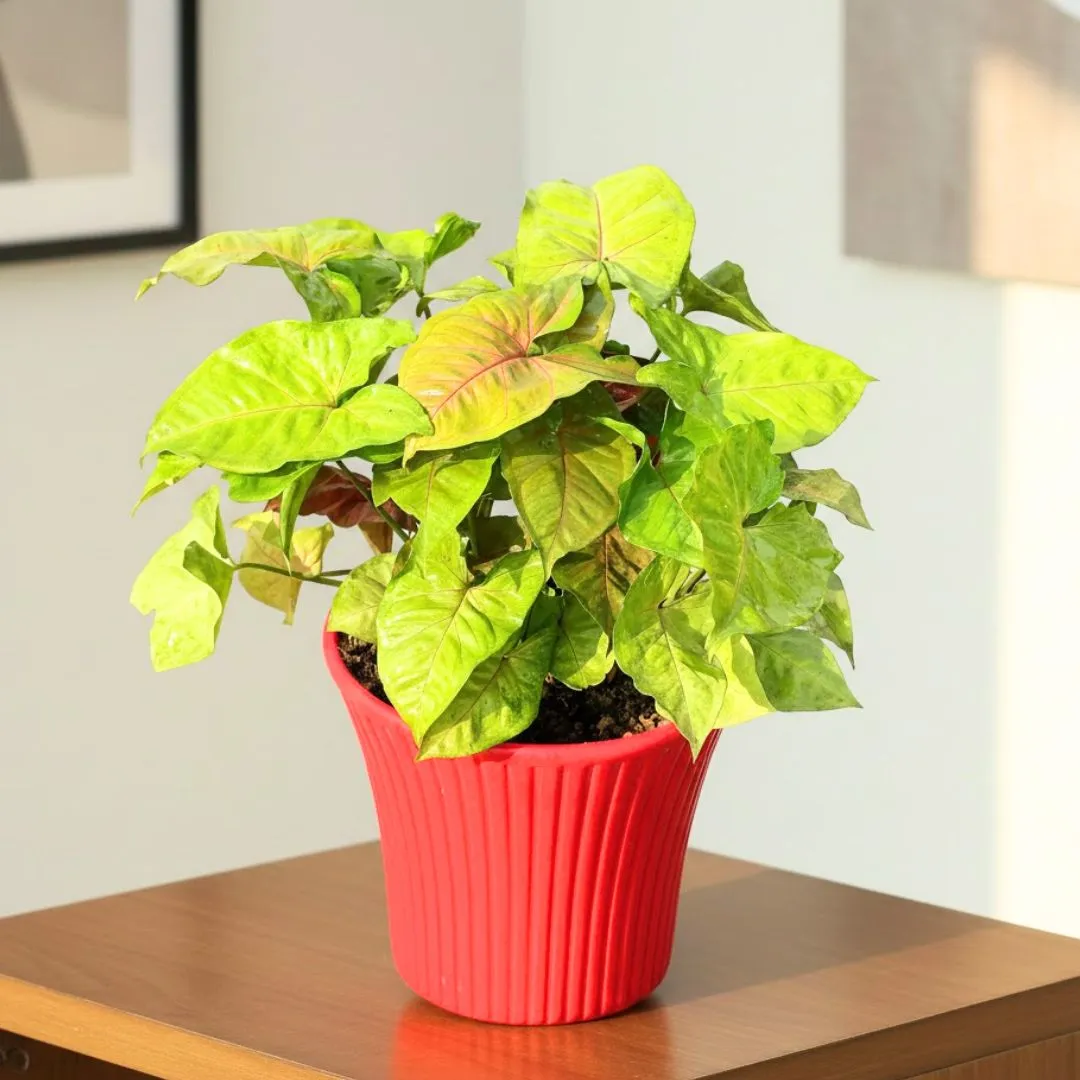 Syngonium Bronze in 8 Inch Red Sunrise Plastic Pot