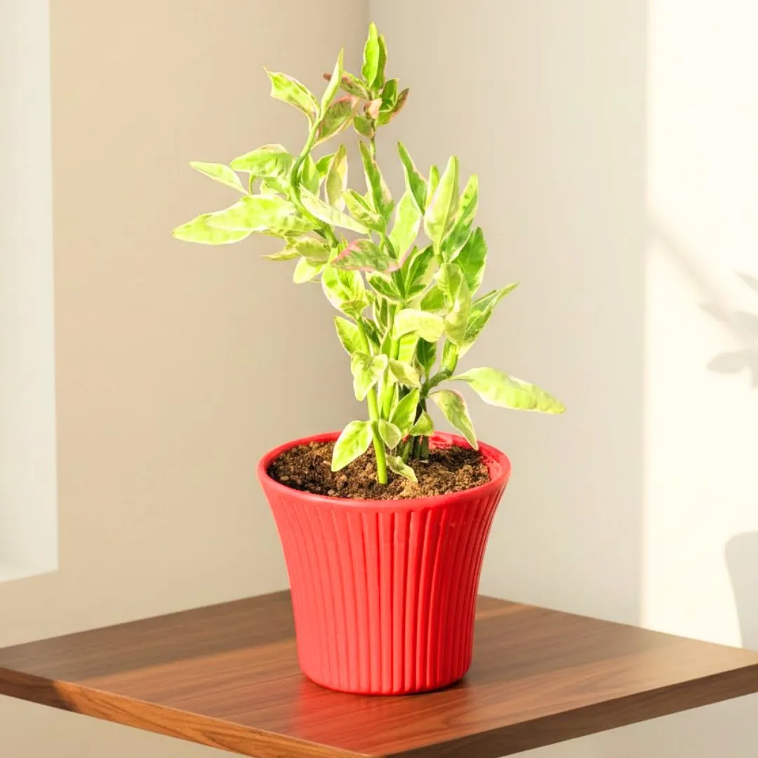 Pedilianthus in 8 Inch Red Sunrise Plastic Pot