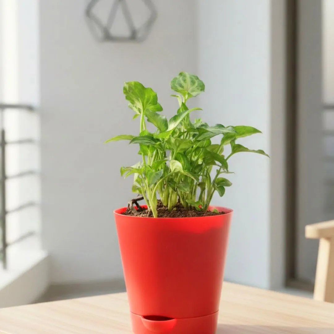 Syngonium Butterfly in 4 Inch Red Florence Self Watering Pot