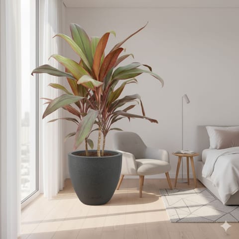 Dracaena Rosea (~ 2 Ft) in 08 X 08 Inch Grey Premium Convessa Fiberglass Planter